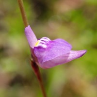 Utricularia caerulea L.